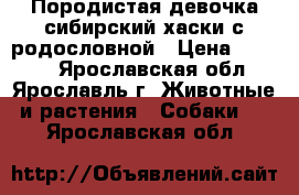 Породистая девочка сибирский хаски с родословной › Цена ­ 7 000 - Ярославская обл., Ярославль г. Животные и растения » Собаки   . Ярославская обл.
